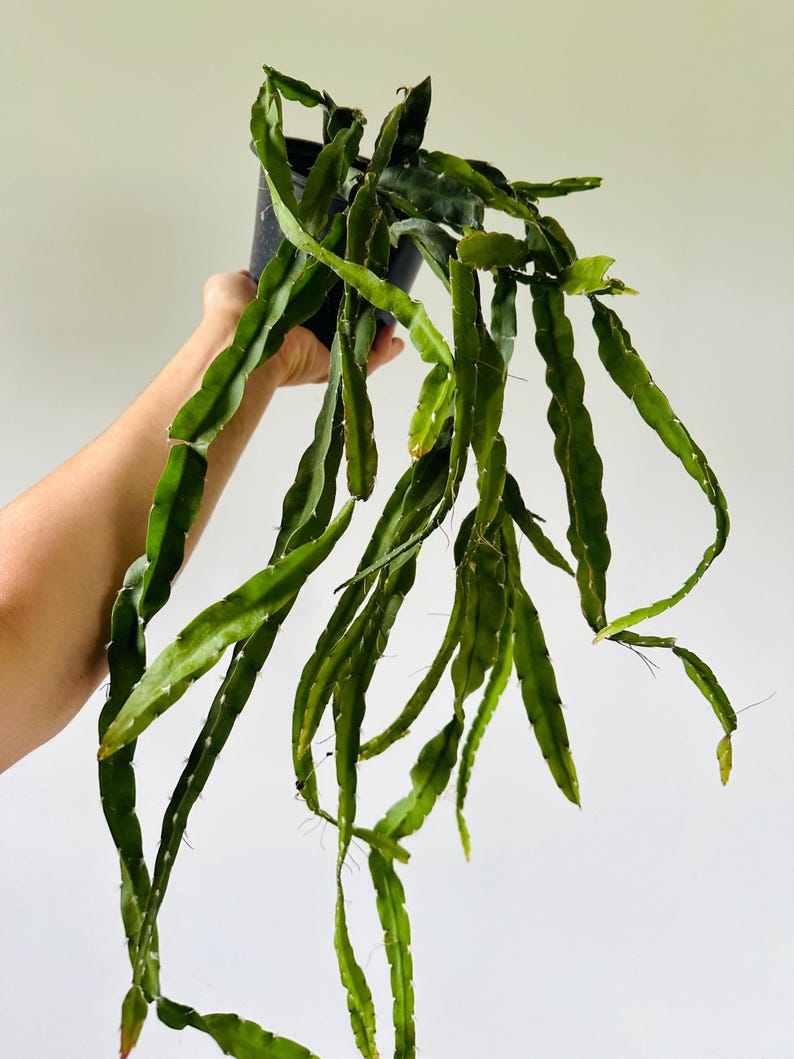 Hurricane Cactus - 6” Live Plant - Tropical Epiphytic Cactus - Easy Care Trailing Plant - Perfect for Hanging Baskets