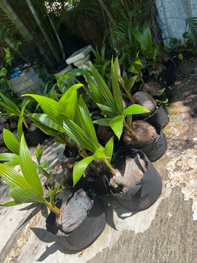 sprouted coconut palm tree plant Sprouted Coconut Palm Tree 6"-24" Malayan Dwarf, Panama Tall, Bare Roo –  Sejahtera Seeds and Bulbs