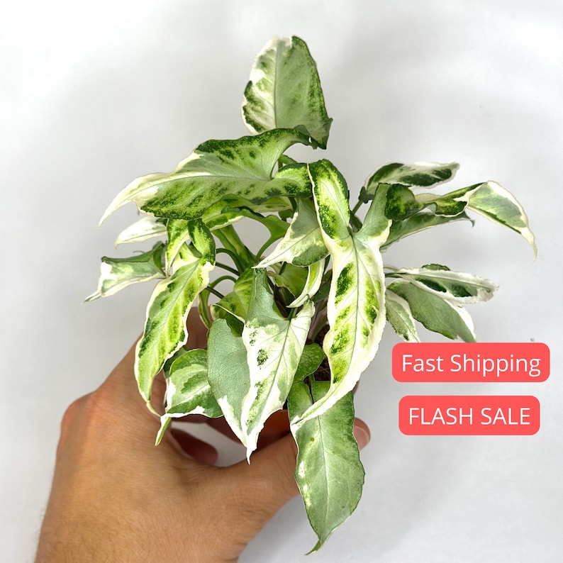 Syngonium Starlite Starter Plant | Rare Arrowhead House Plant | Live Aroid in 2" Pot | Syngonium podophyllum