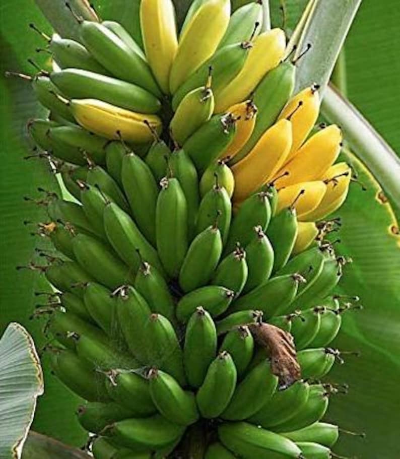 GoldFinger Banana Fruit Tree - Dwarf Variety - Sweet Lady Finger Bananas - Musa acuminata 'Goldfinger'