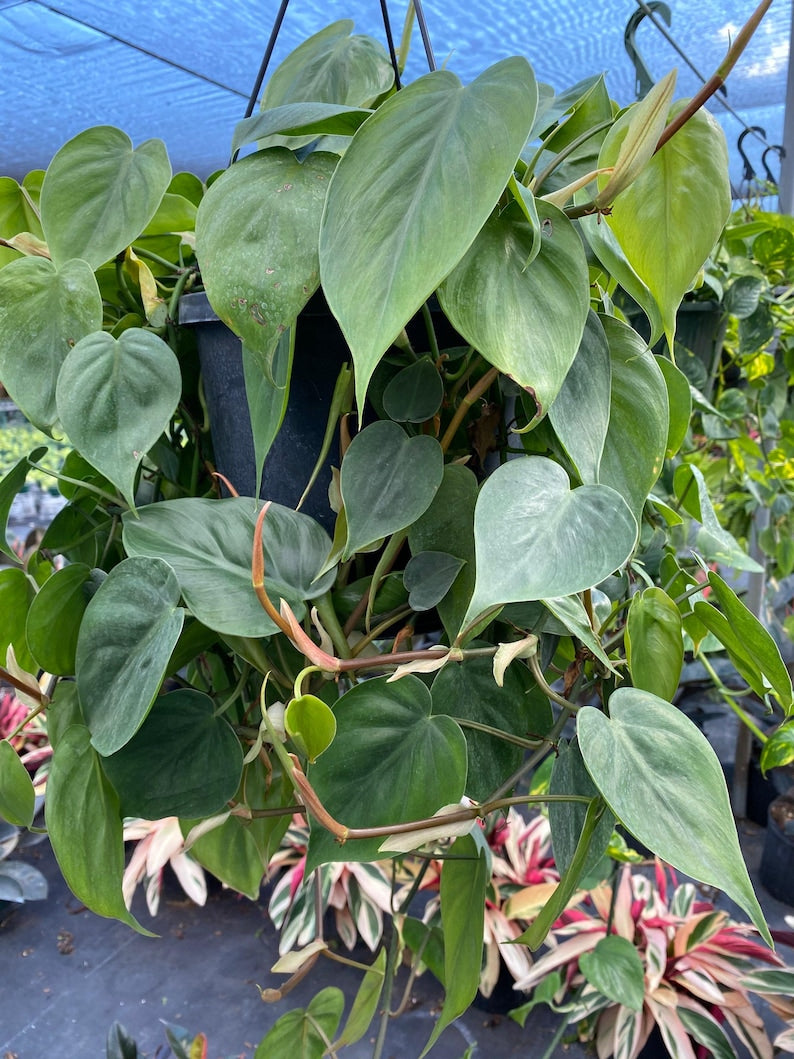 Philodendron Heart Leaf Plant in Hanging Basket, Live Sweetheart Plant - Philodendron scandens, Indoor Air Purifying Decor