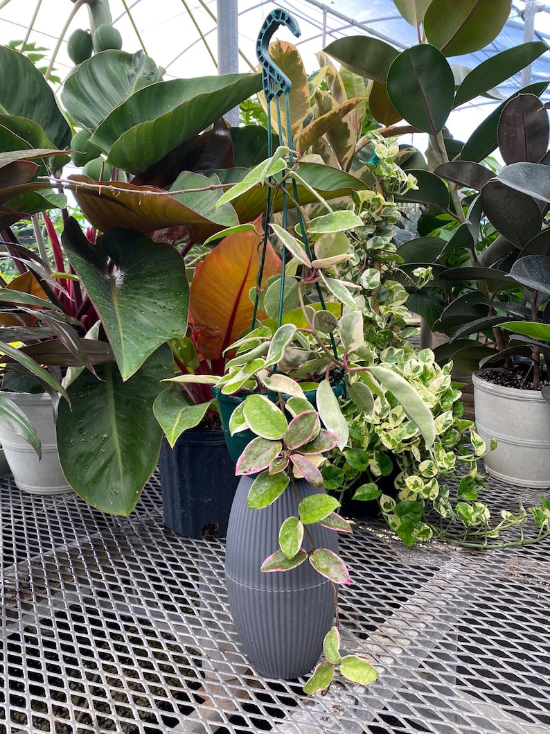Hoya Krimson Queen in Hanging Basket - Variegated Hoya Carnosa - Cream & Pink Leaves - Indoor Air Purifying Plant