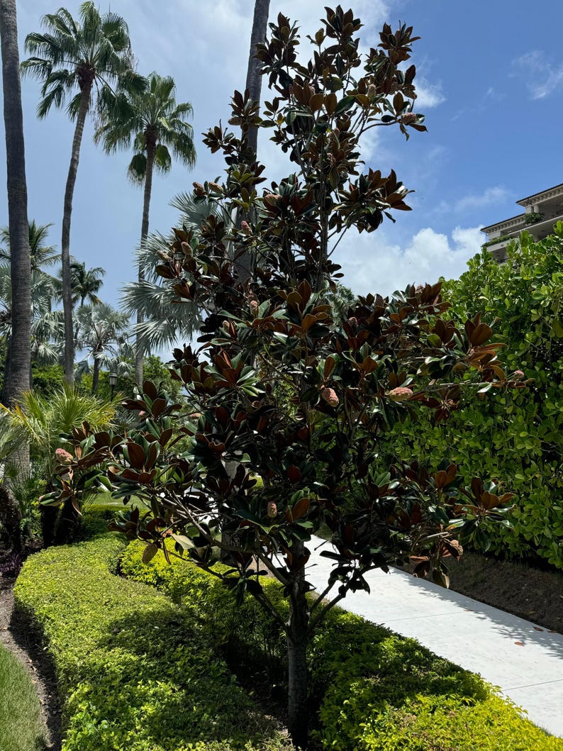 Magnolia Tree - Little Gem - Flowering Southern Magnolia - Magnolia Grandiflora - Compact, Fragrant, Evergreen Garden Plant
