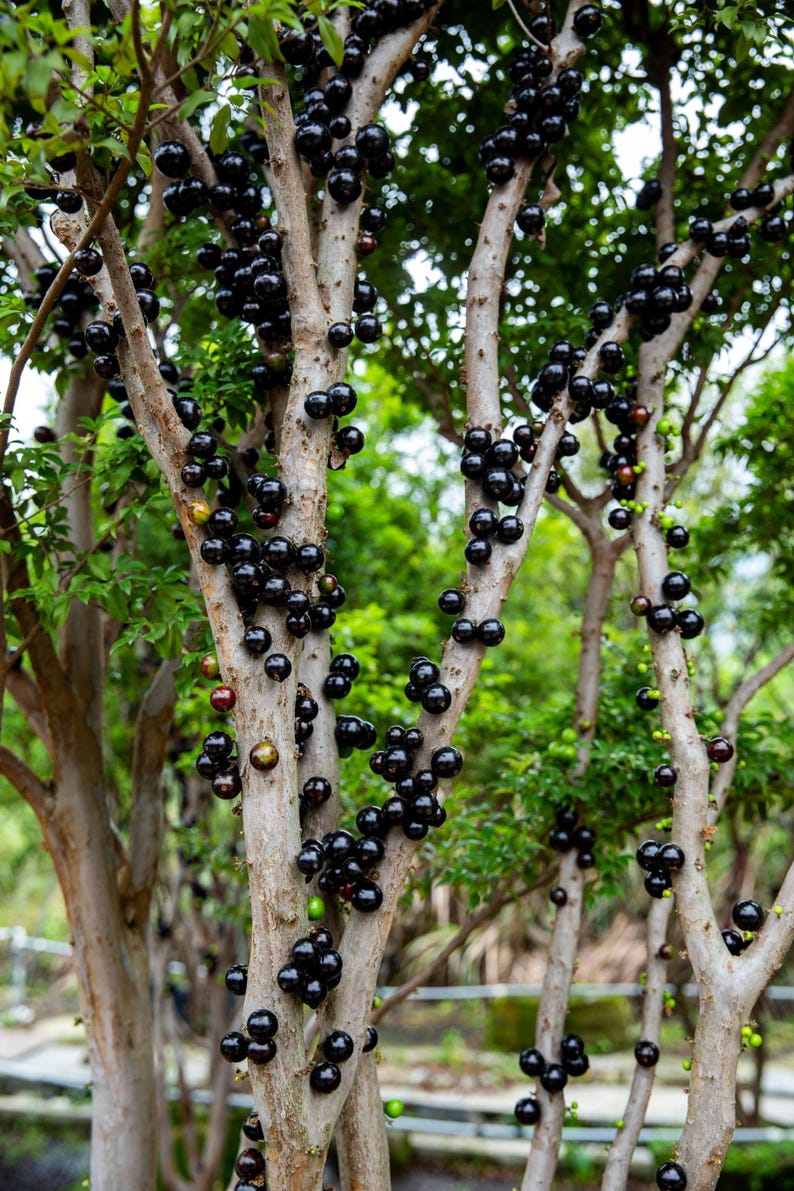 Jaboticaba Fruit Tree - Plinia cauliflora - Edible Dark Purple Grapes - Tropical Cauliflora Fruit for Garden or Patio