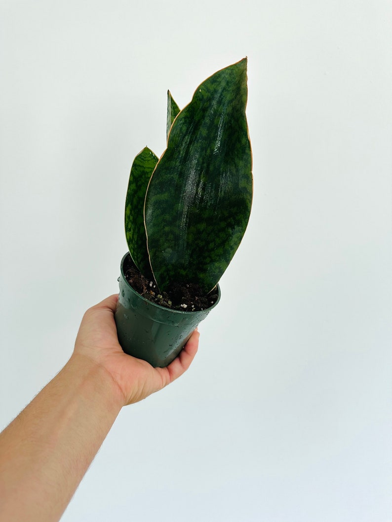 Sansevieria Victoria - 4” Live Whalefin Plant - Rare Black and Green Variegated Snake Plant - Sansevieria trifasciata