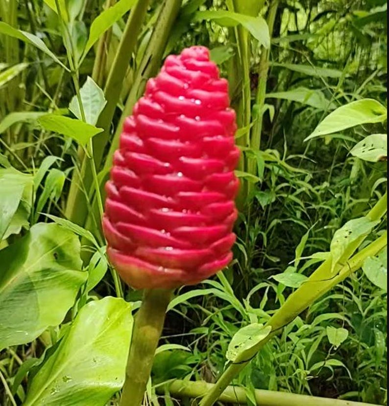 ginger shampoo plant seeds Shampoo Ginger Live Starter Plant 6-8 inch Bitter Ginger Herb Zingiber – Sejahtera Seeds and Bulbs
