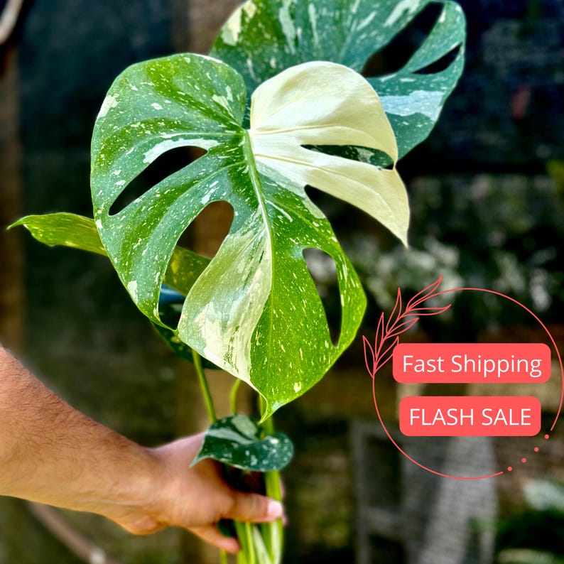 Monstera Thai Constellation - Actual Plant - 8” Pot