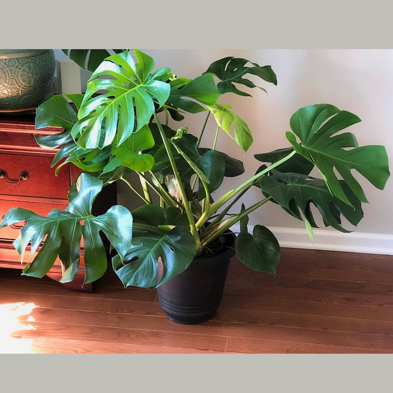 Live Monstera Deliciosa Plant in 8" Grow Pot - Large Swiss Cheese Plant for Indoors - Low Light Air Purifier Plant