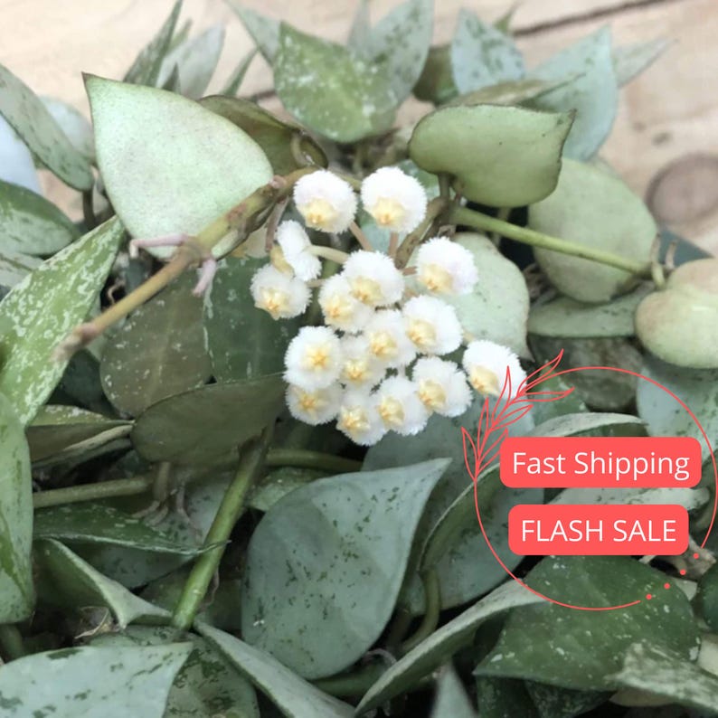 Hoya Krohniana Eskimo Plant | Live Starter Plant | Rare House Plant | Hoya Cuttings for Beginners | Hoya krohniana