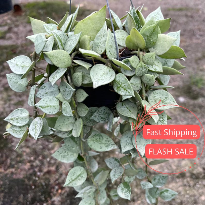 Hoya Krohniana Silver Plant | Live Starter Plant in 2" Pot | Rare House Plant for Beginners | Hoya Cuttings