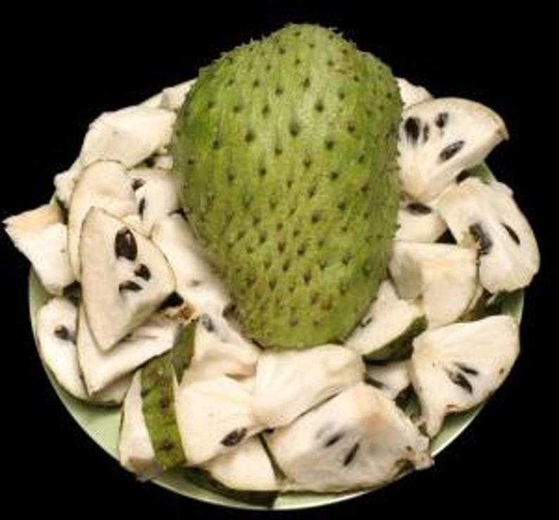 Soursop Guanabana Fruit Tree - Annona Muricata - Fast-Growing Tropical Fruit Plant for Home Gardens and Patios