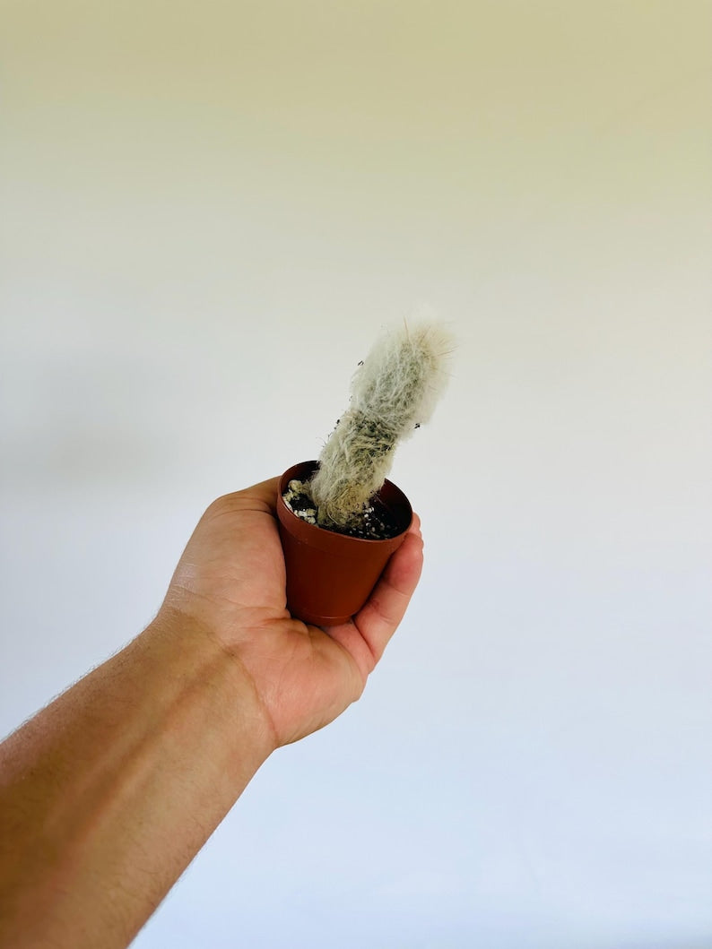 fuzzy cactus Hairy Penis Cactus 2” Pot - White Fuzzy Cactus