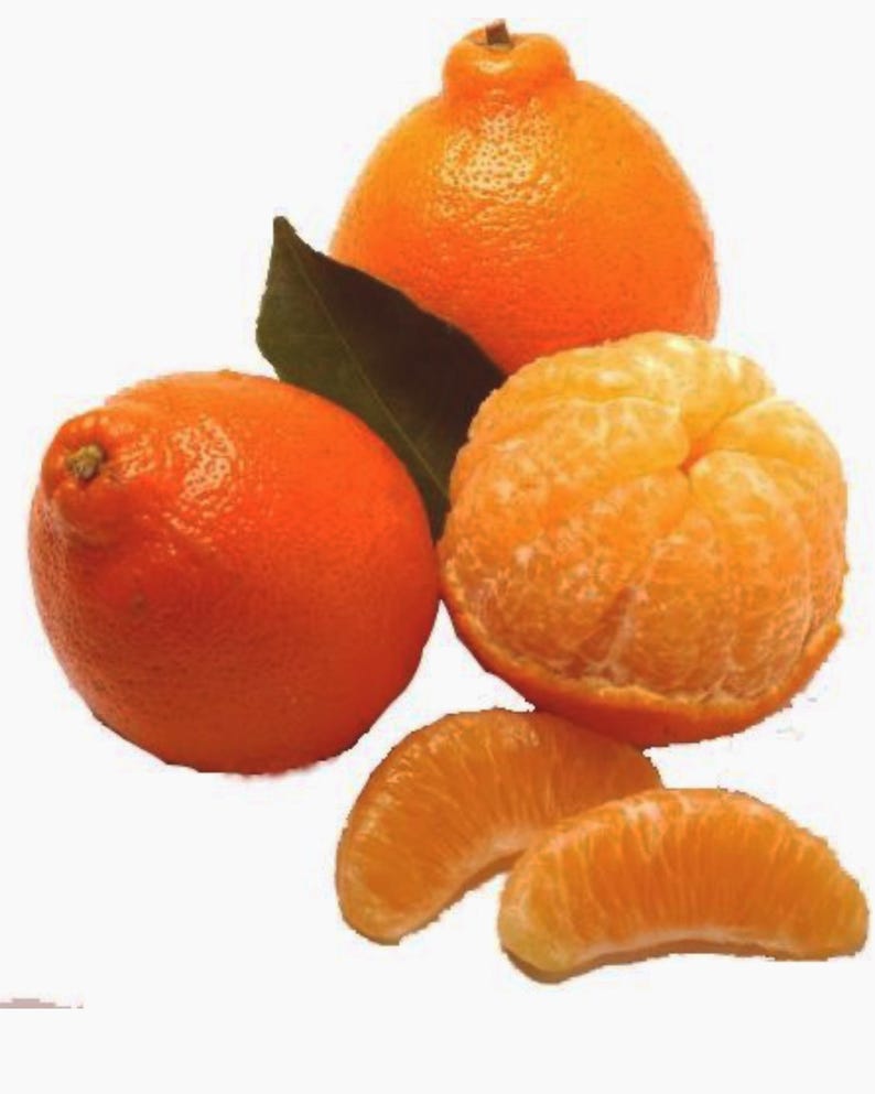 Sweet Honeybell Tangelos Tree 3ft Grafted Citrus Reticulata × Citrus Paradisi