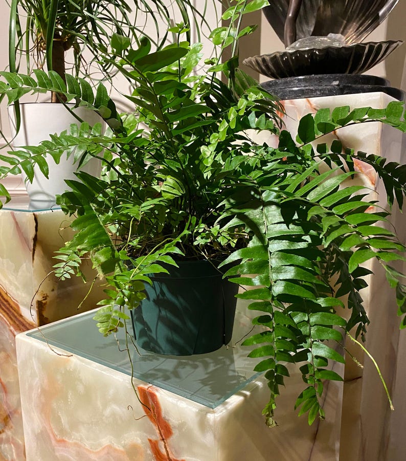 Macho Fern Plant - Giant Sword Fern - Nephrolepis Biserrata - Green Foliage - Ideal for Indoor/Outdoor Décor and Landscaping