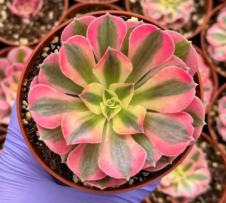 aeonium plant Aeonium 'Pink Witch'