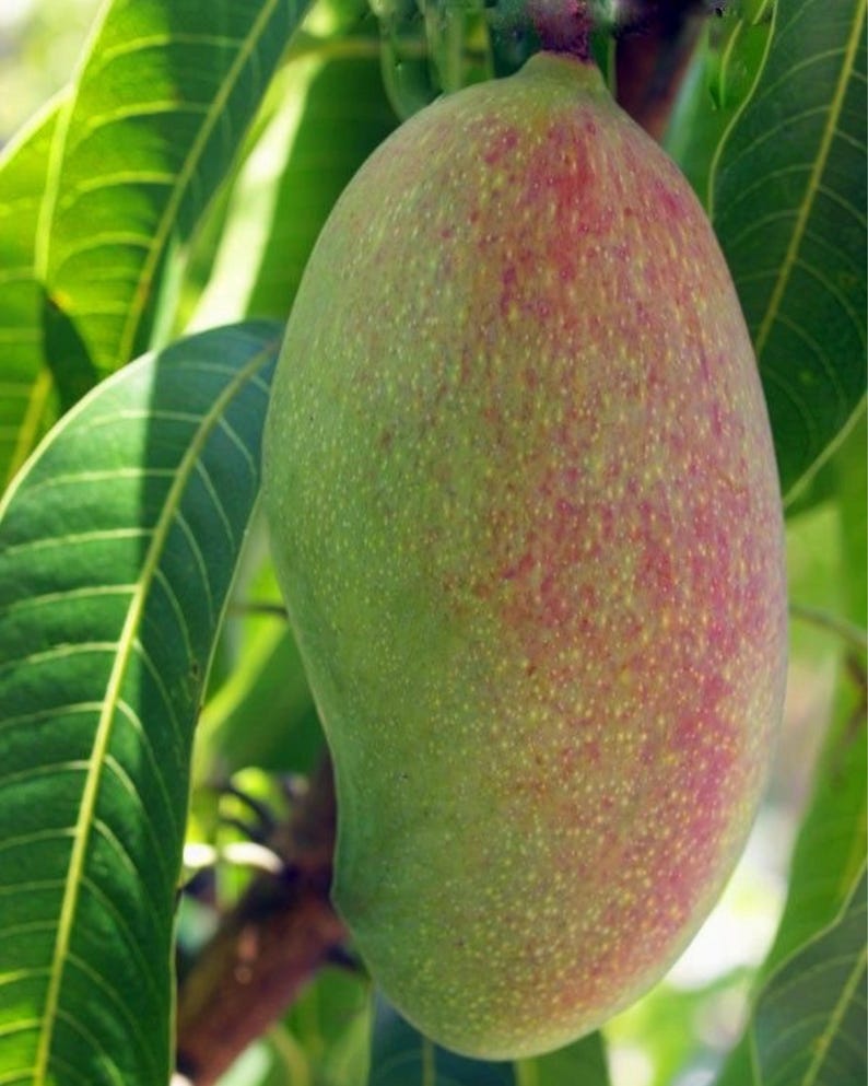 Grafted Mallika Mango Tree in 3 Gallon Pot - Tropical Fruit Tree for Home Garden (Mangifera indica)