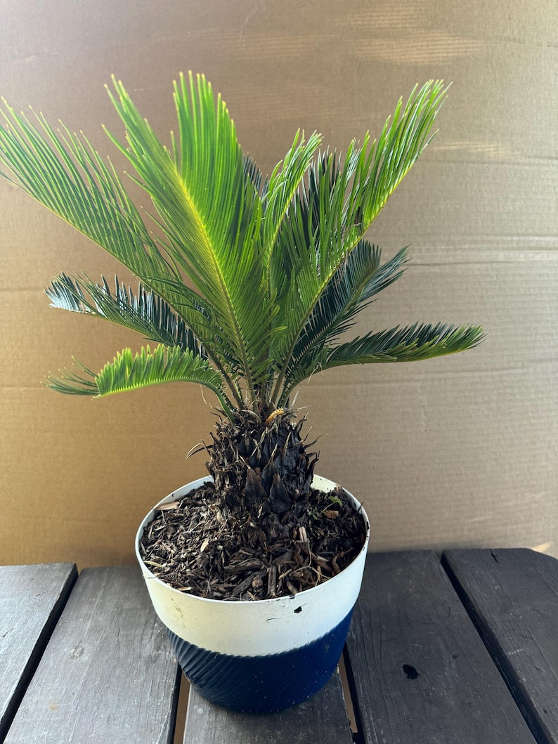 cycad plant indoor Sago Palm Tree 2 Gallon | Cycas revoluta