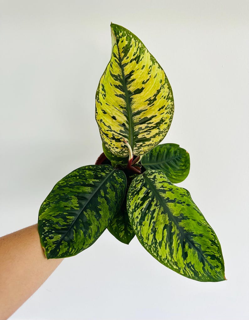 Homalomena Wallisii ‘Mauro’ - 5” Pot - Rare Columbian Aroid - Variegated Foliage - Easy Care Houseplant