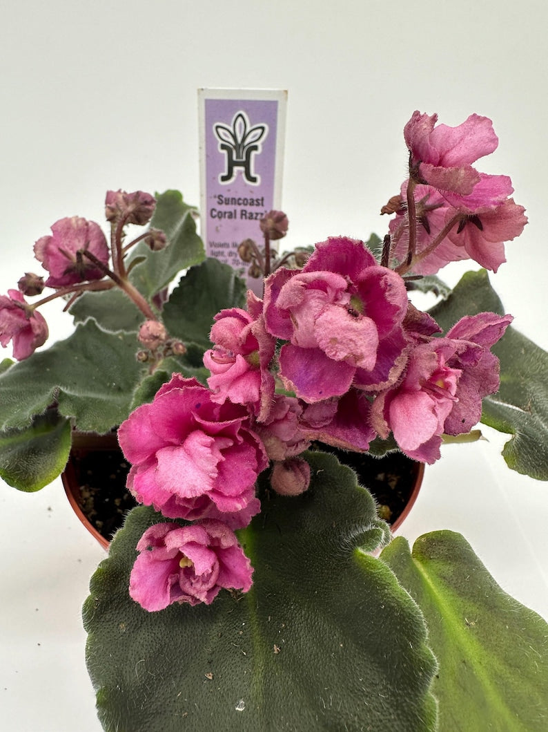 Live African Violet 4" - Suncoast Coral Razz - Vibrant Blooms - Saintpaulia