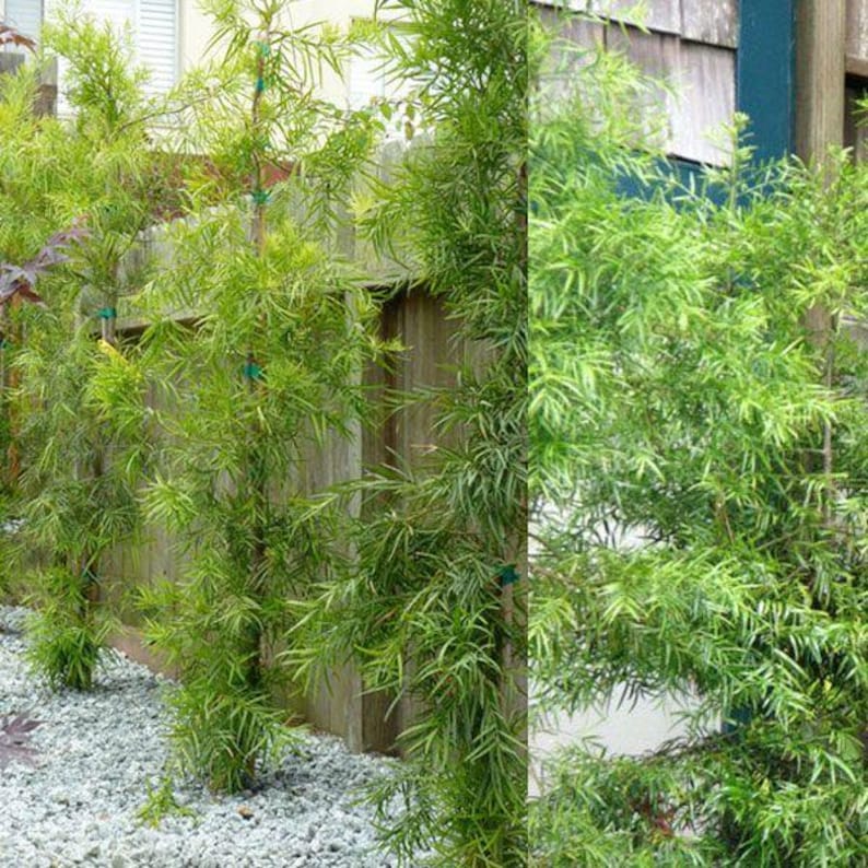 Podocarpus Tree Gracilior Weeping - Privacy Hedge Plant - Podocarpus gracilior - Evergreen Screening Tree from Eureka Farms