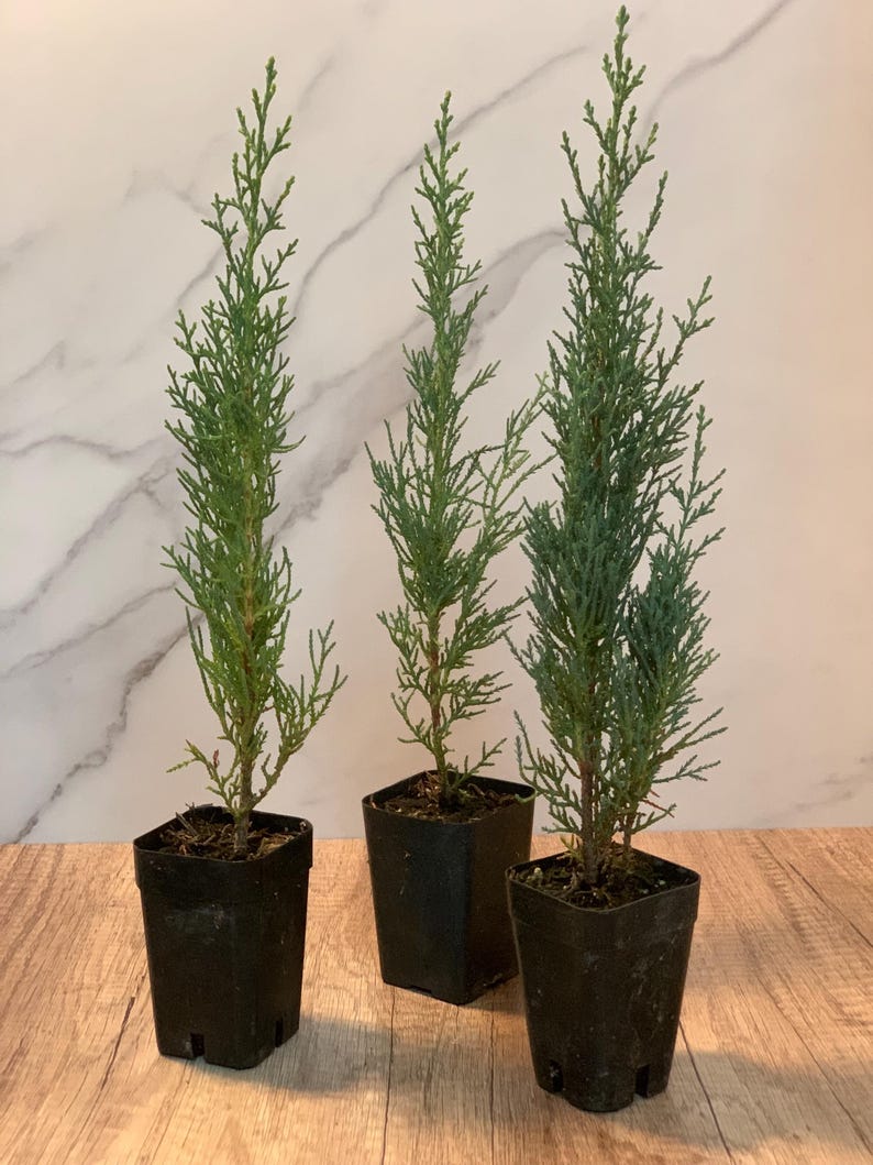 6pk Italian Cypress Plants - Live Green Trees - Cupressus sempervirens - Eco-Friendly Rosepot Size
