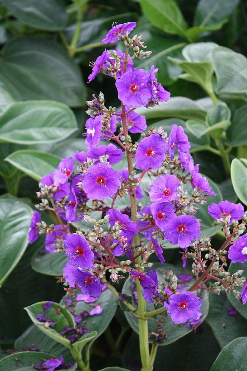 Tibouchina Grandifolia Large Leaf Princess Flowering Tree - Vibrant Purple Blooms, Evergreen Foliage, Tropical Garden Plant