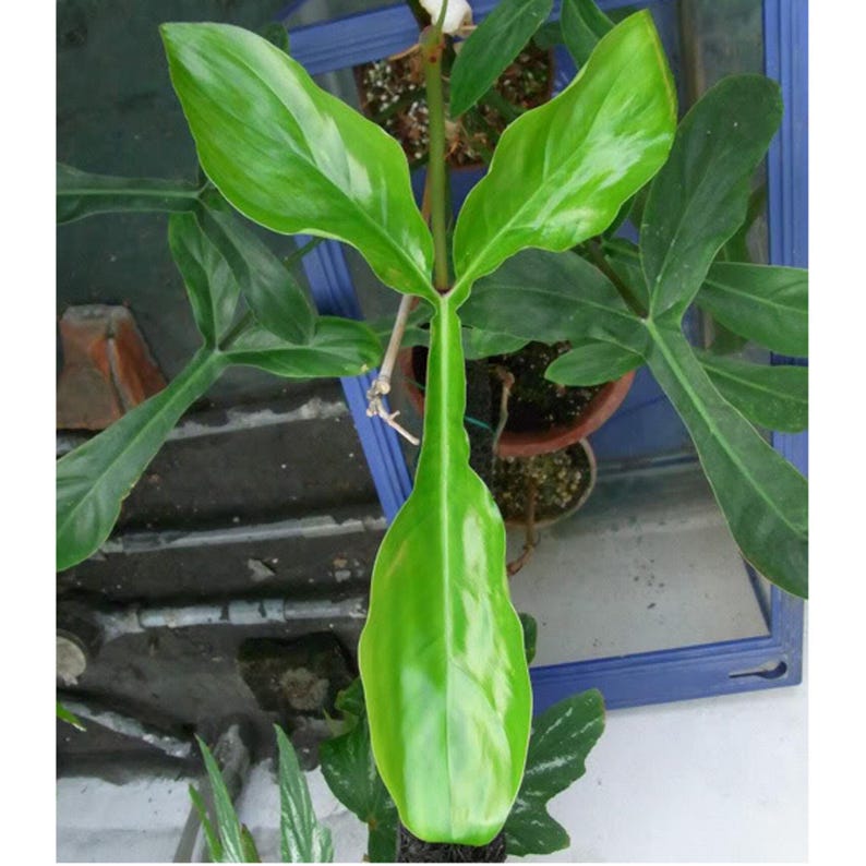 69686 philodendron XXL Philodendron 69686 'Brazil Hybrid' Rare Houseplant in 4" Pot