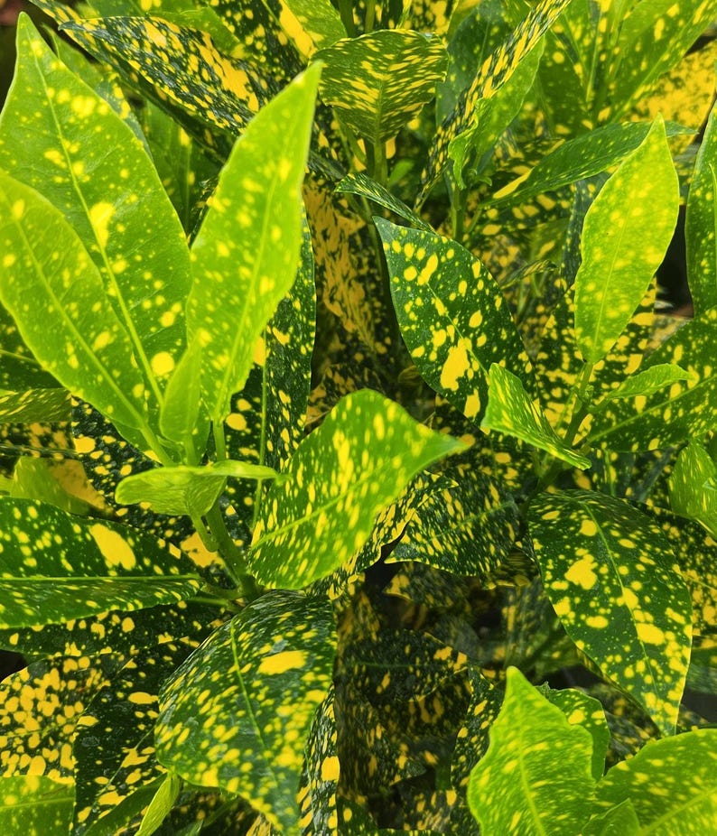 Codiaeum variegatum Croton Gold Dust 3 Gallon Live Plant | Outdoor Grown | Minor Blemishes | Perfect for Home Decor