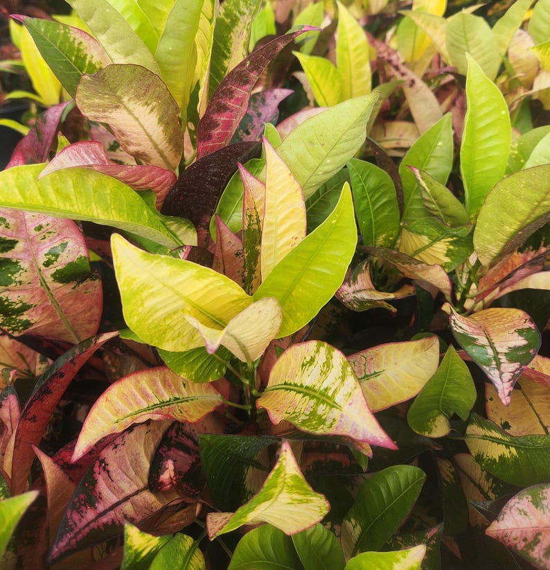 codiaeum plant indoor Codiaeum variegatum Croton Aurora Live Plant 3 Gallon Pot