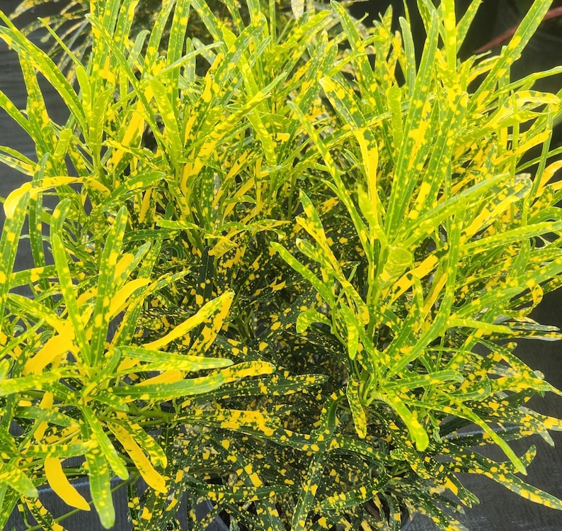Croton Shoestring 3 Gallon Live Plant - Codiaeum variegatum - Outdoor Grown - Minor Blemishes Expected