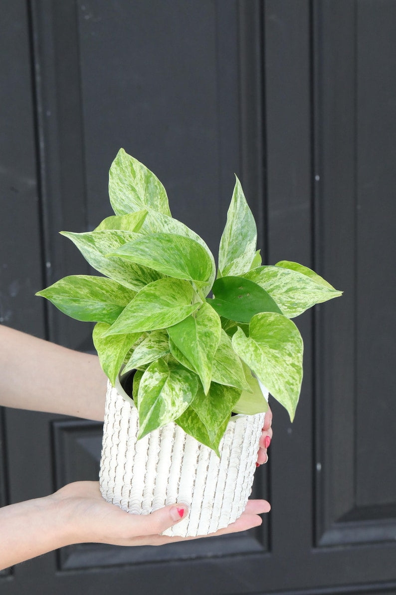 Marble Queen Pothos Plant 3" Pot - Indoor Vining Houseplant - Air Purifying Epipremnum aureum - Low Light Tolerant Variegated Foliage