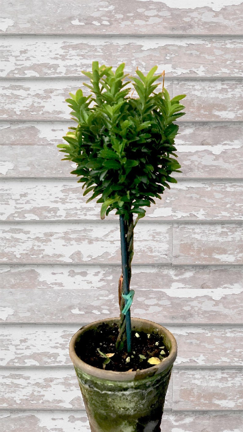 Euonymus Tiny Topiary Plant 12" - Live Green Topiary - Euonymus japonicus - Handcrafted Pot - Ideal for Indoors or Outdoors