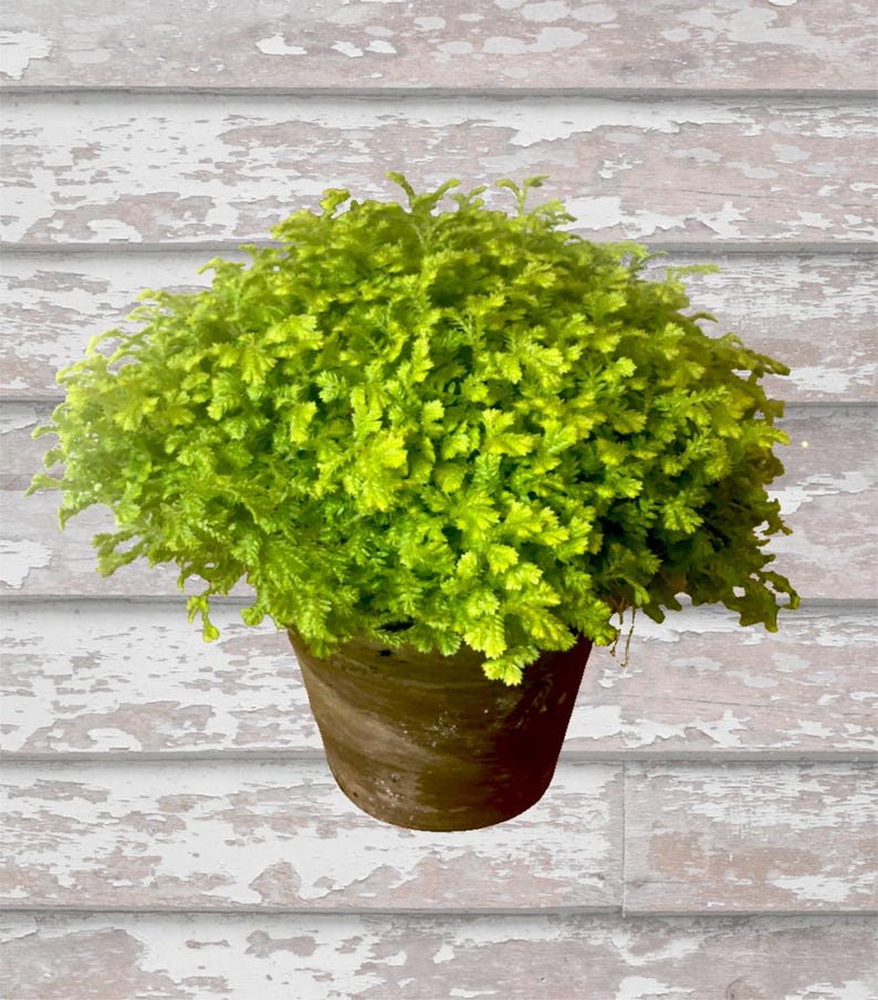 Live Plant 4" Selaginella Moss Light Green - Green Selaginella Moss (Selaginella spp.) - Handcrafted Pot, Indoor Care
