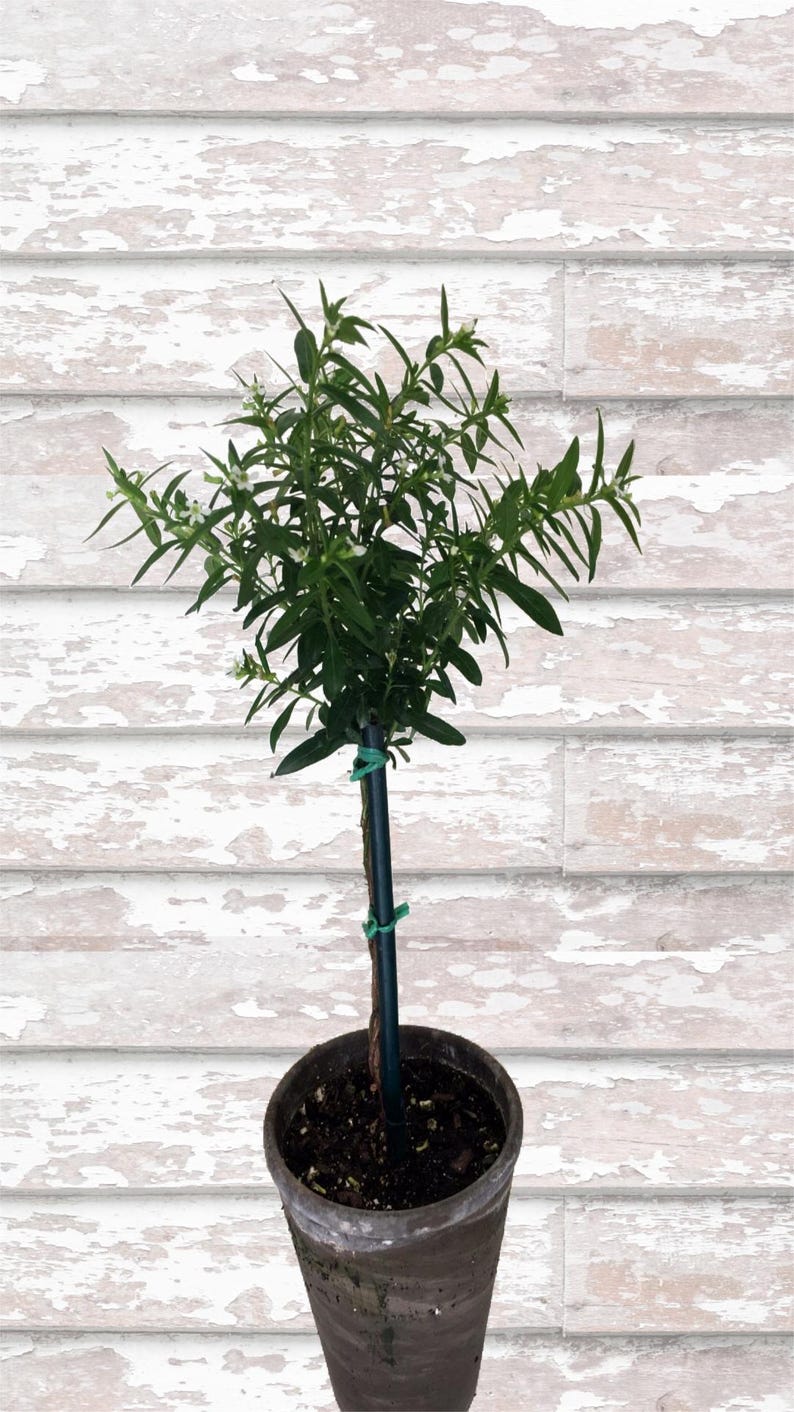mexican heather house plant Live Plant - 4" White Mexican Heather Topiary - Cuphea hyssopifolia