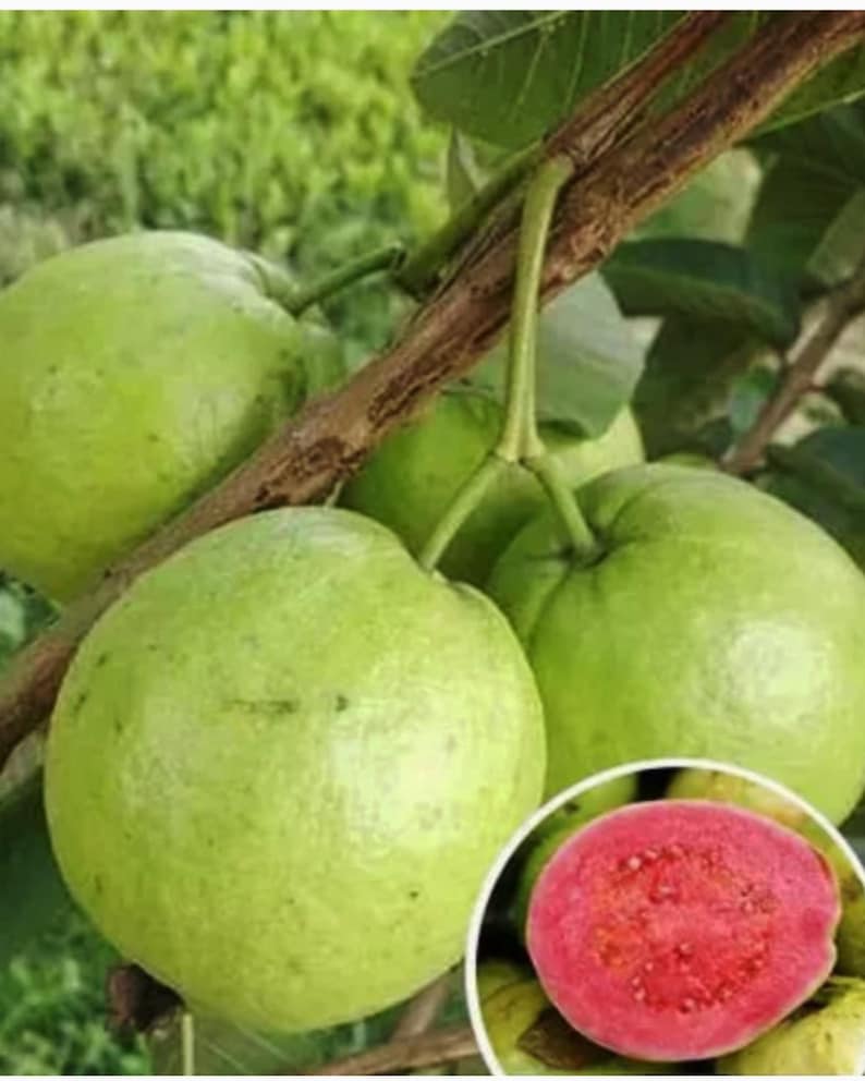 Ruby Guava Tree - Almost 3ft Air Layer - Ruby Supreme Variety with Fruit & Flowers - Psidium guajava