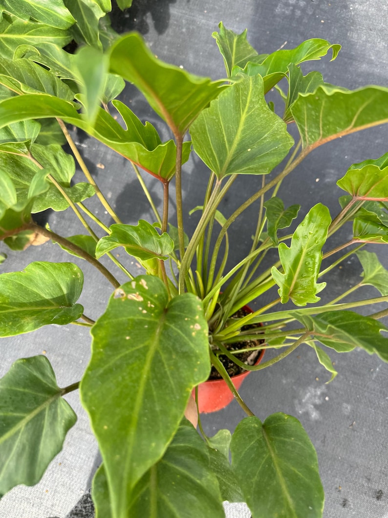 philodendron bipinnatifidum plant vs xanadu Philodendron xanadu