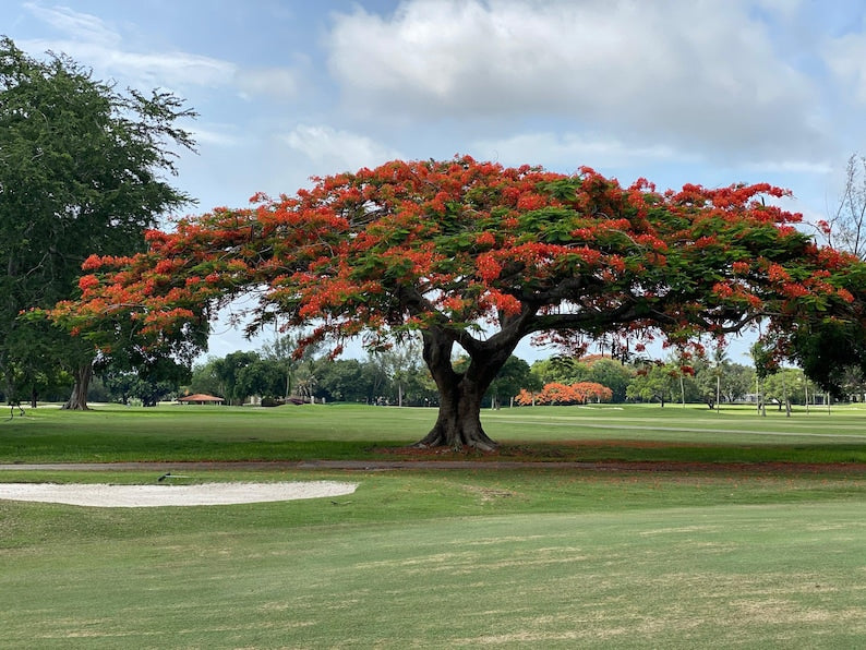 Royal Poinciana Tree 3-4 Feet Delonix Regia Red Flame Flowers | Flamboyant Tree for Landscape & Patios