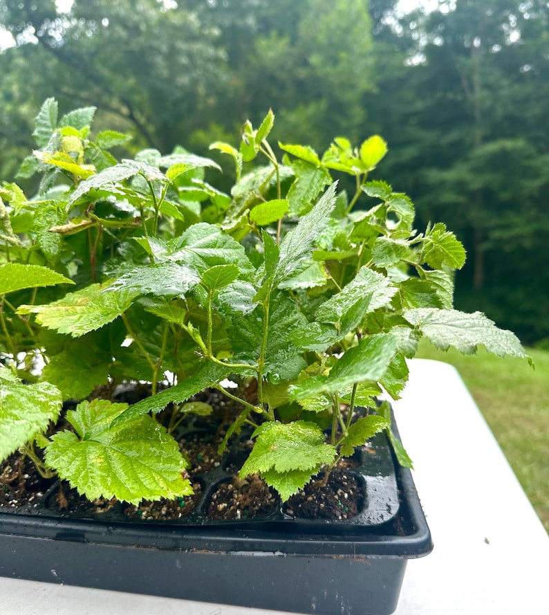 Apache Thornless Blackberry Plant - 4-6 Inch Starter - Rubus "Apache" - Rare Thornless Fruit Plant - Perennial Bare Root