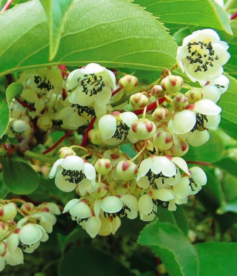 Kiwi Meader Male Pollinator Plant - Live Rooted Starter - Hardy Kiwi - Actinidia deliciosa - Zones 3-9
