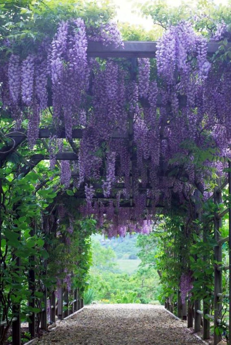 purple wisteria flower seeds Wisteria Plants Bundle - Amethyst Falls - 3 Starter Plugs - Fragrant Purple Flowers