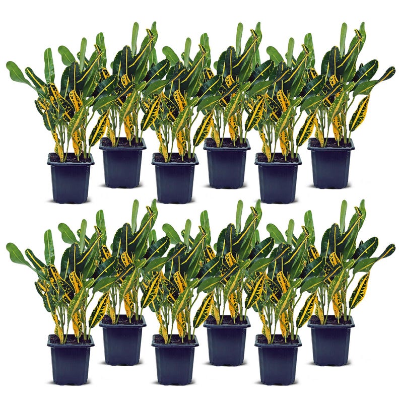 12 Pack Live 3” Banana Croton Plants, Codiaeum Variegatum Joseph's Coat, Tropical Indoor Air Purifying Plants Bundle