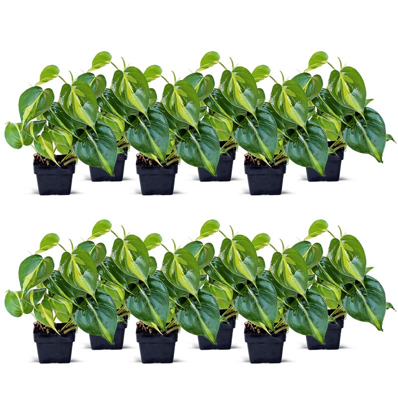 12 Pack Live 3" Pot Brazilian Philodendron Plant, Philodendron Scandens Brazil, Trailing Indoor Houseplant, Office Gift