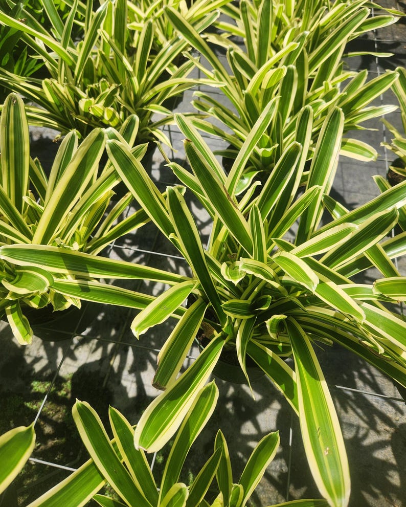 Variegated Aechmea gamosepala Live Plant - Matchstick Bromeliad - Tropical Houseplant - Ideal for Indoor Gardening