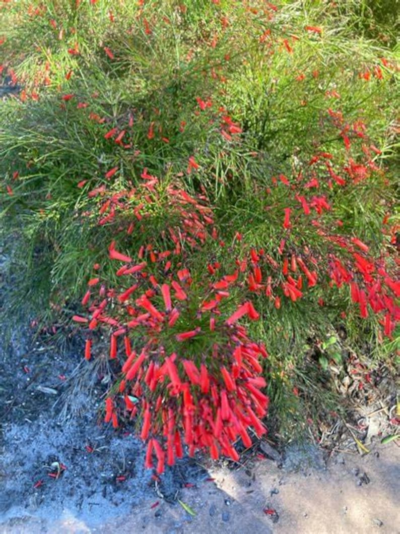 Firecracker Plant - 4" Pot - Russelia equisetiformis - Tropical Hummingbird & Butterfly Garden Hanging Basket Plant