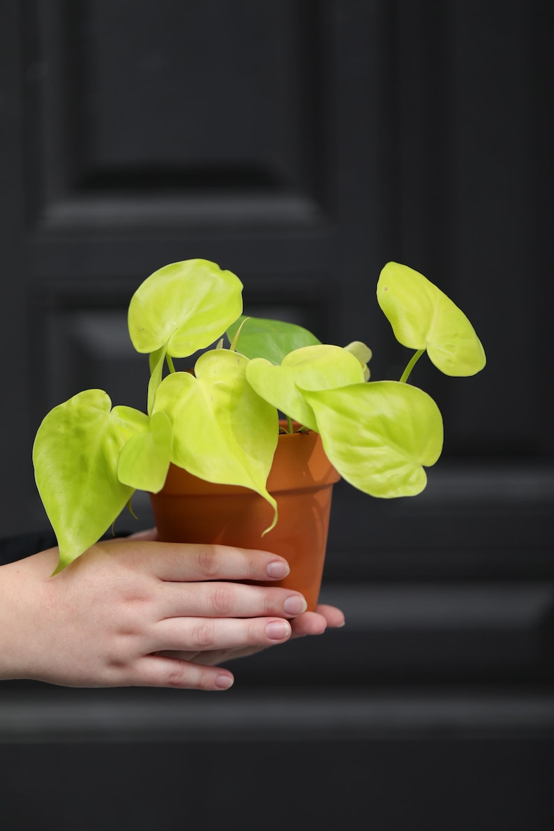philodendron cordatum lemon lime Lemon Lime Philodendron 3" Pot - Air Purifying Vining Plant