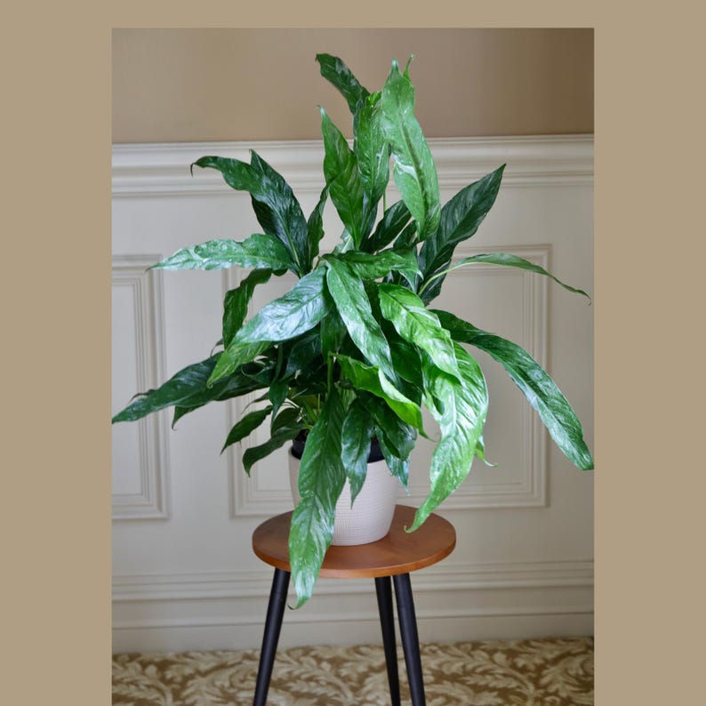 indoor plants air purifying low light Variegated Peace Lily 5" Pot - Spathiphyllum Domino