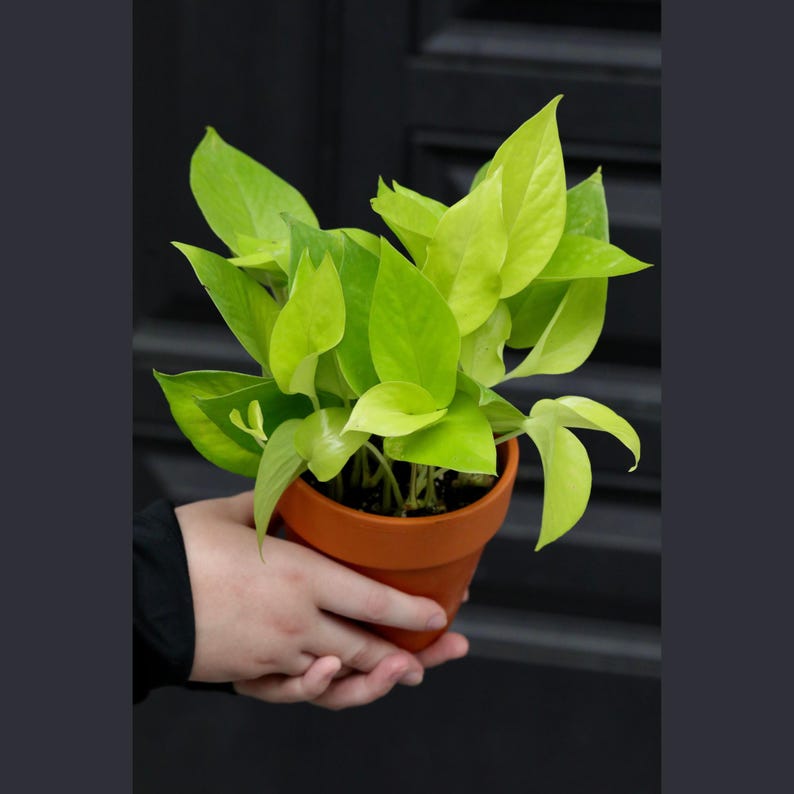 Neon Pothos Plant in 3" Pot | Epipremnum Aureum | Low Light Indoor Houseplant | Easy Care Tropical Decor