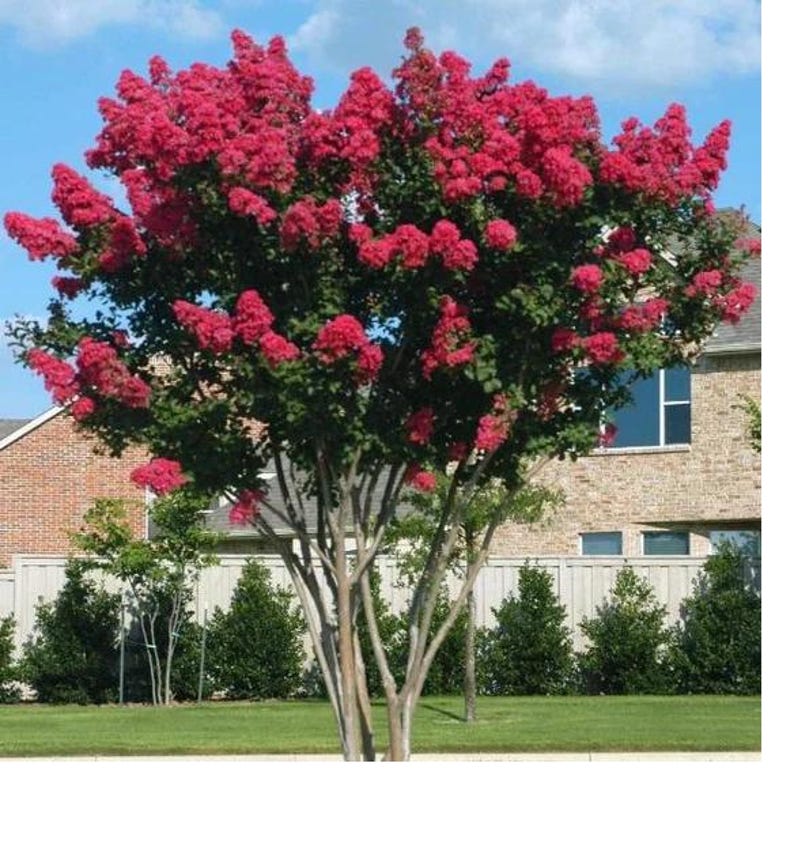 Dynamite Crape Myrtle Tree, Fast Growing Red Blooms, Lagerstroemia indica 'Whit II', Summer & Fall Colorful Foliage