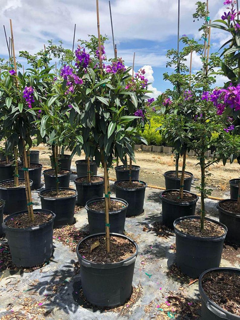Purple Glory Flowering Tree - Tibouchina granulosa - Vibrant Purple Blooms - Ornamental Evergreen for Gardens and Landscapes