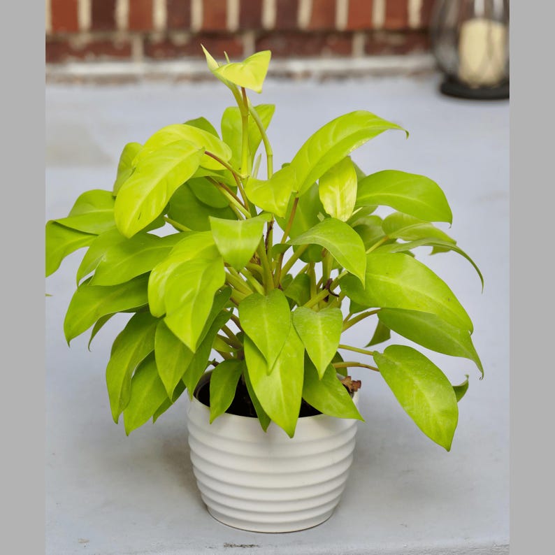 Live Neon Lemon Lime Philodendron Plant 6" Pot - Philodendron Cordatum Hederaceum - Fast Growing Indoor Plant with Yellow Leaves